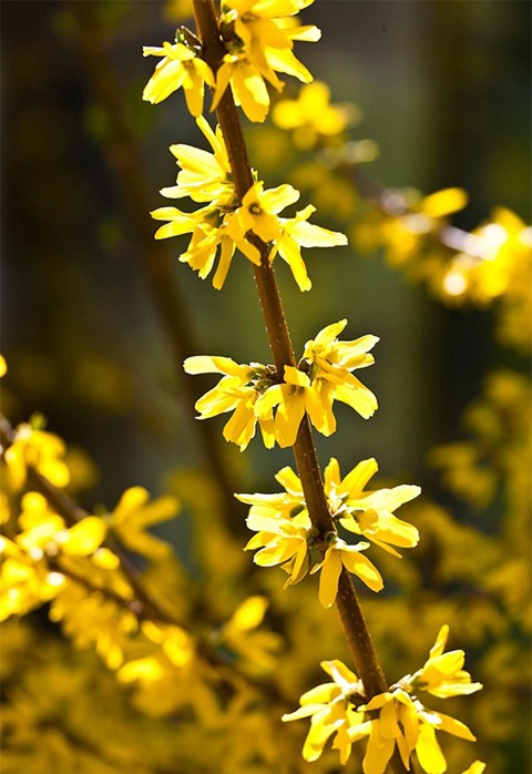 Yellow Monday: Top Ten Yellow Flowers | AnOther