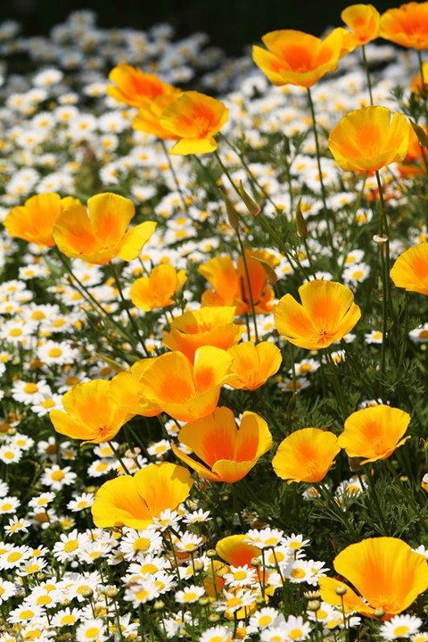 Eschscholzia Californica (California Poppy)