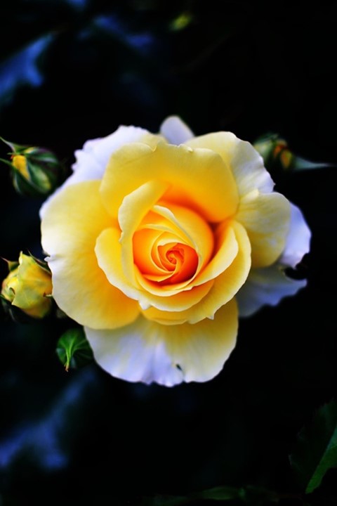 Yellow Rose (Rosa Flava)