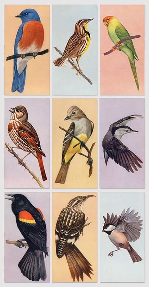 Bird Flashcards, 1962