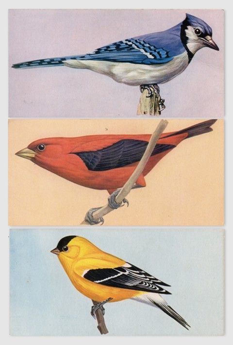 Bird Flashcards, 1962
