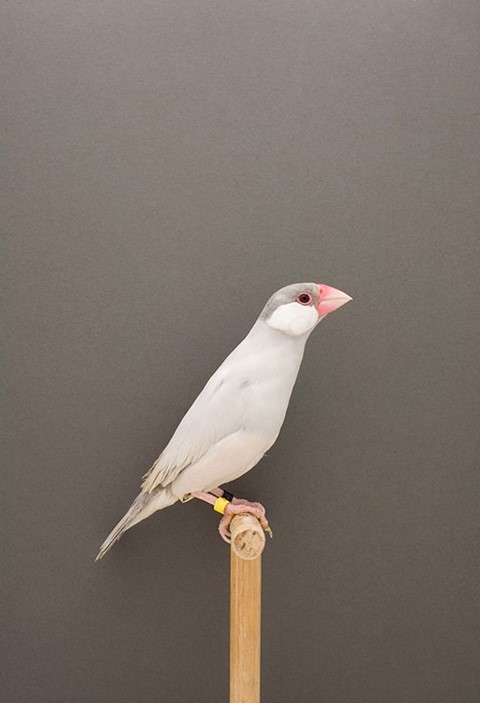 Java Sparrow #3