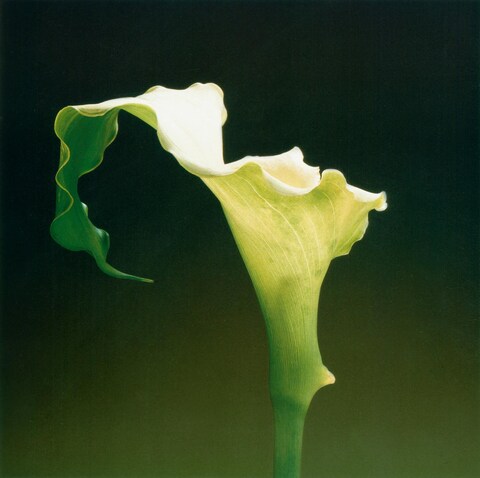 Robert Mapplethorpe, &#39;Flowers&#39;