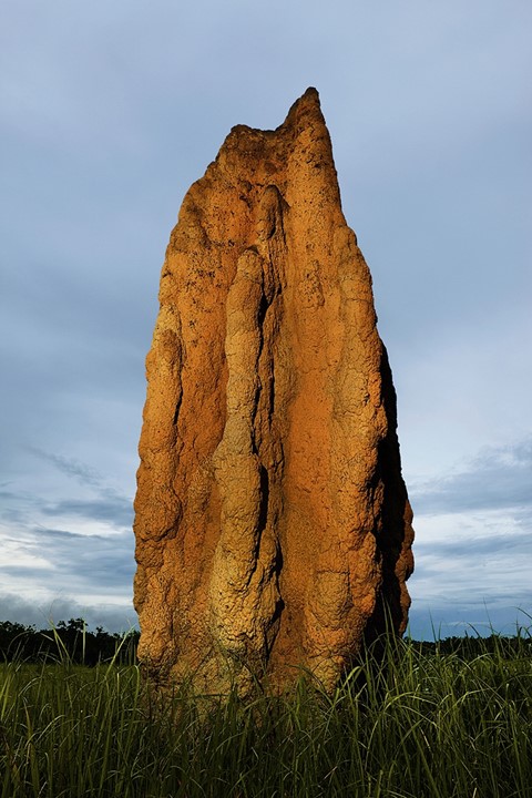Australian spinifex termite tower