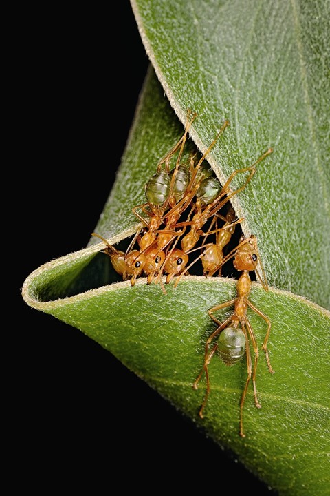 Australian weaver ants nest