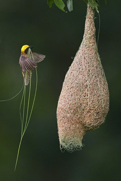 Baya weavers woven nests