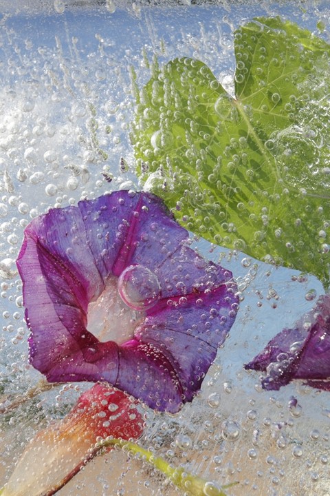 Morning Glory with Bubble, 2011