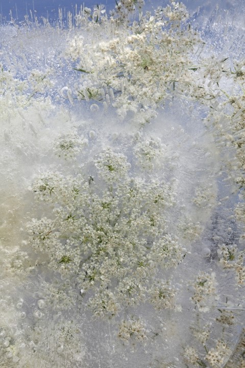 Queen Anne&#39;s Lace, 2011