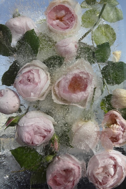 Pink English Roses, 2012
