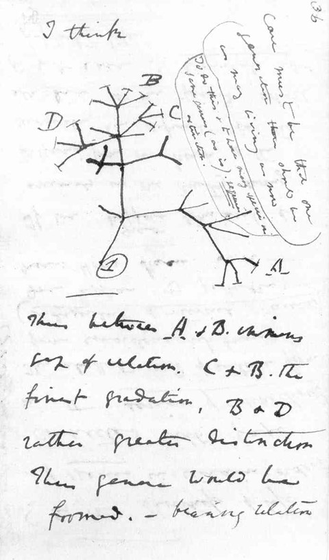 Darwin&#39;s Tree of Life, from Notebook B, 1837