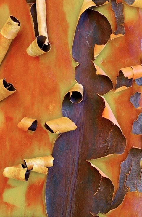 Manzanita bark