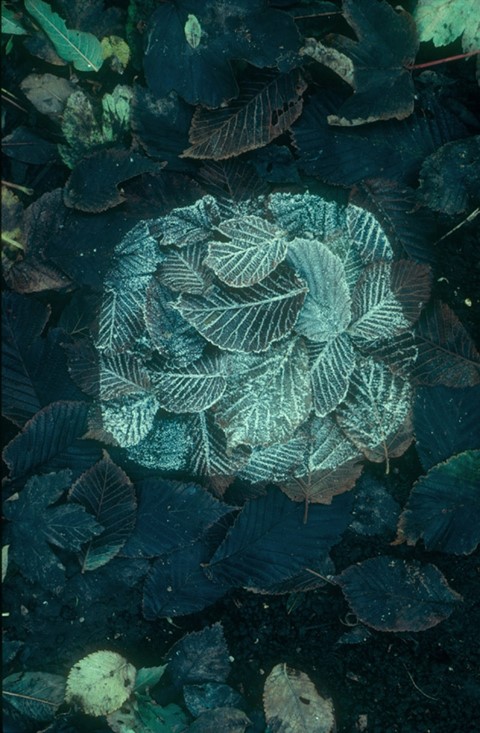 Frost leaf patch, Clapham, Yorkshire, 1979