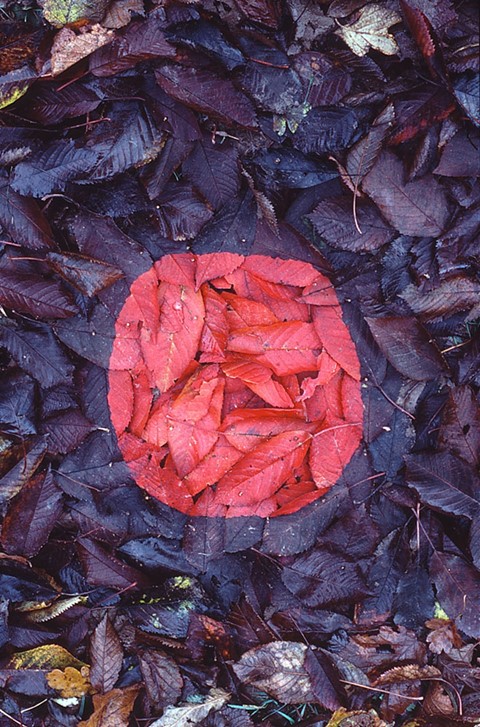 Red cherry leaf patch, Brough, Cumbria, 4 November 1984