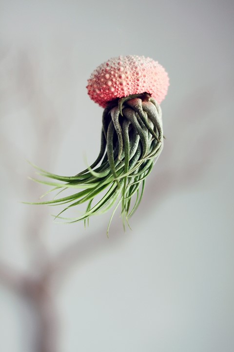 Aerial jellyfish planter by Cathy Van Hoang