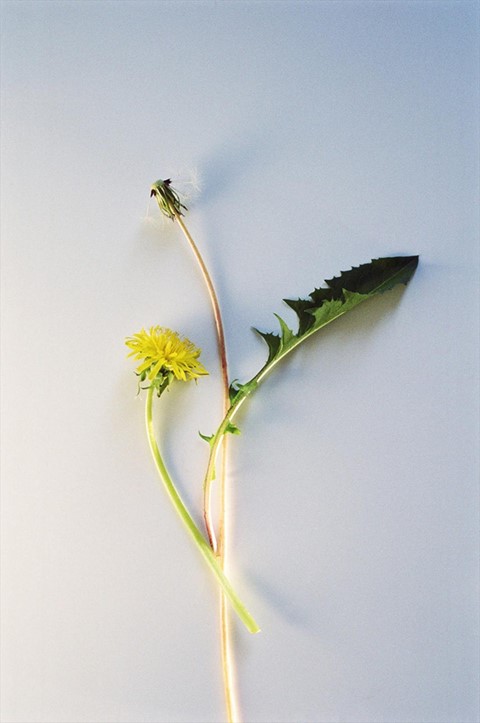 Common Dandelion Taraxacum officinale