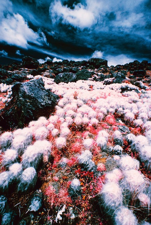 White cacti near Ausangate Mountain in the Andes, Peru