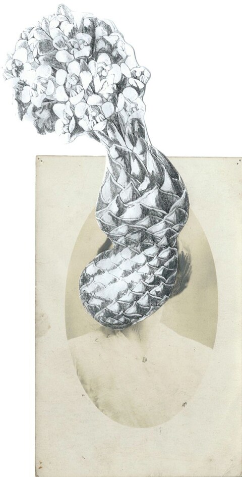 Cistanche violacea, 2014