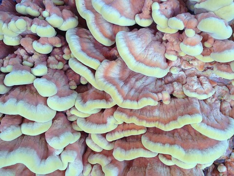 treefungus_carmelbeach,ca_kalinharttalbott_PATTERN