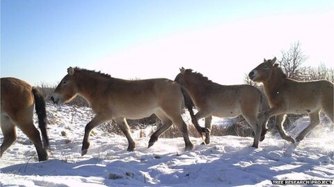 _82546526_przewalski'shorse-imag0375