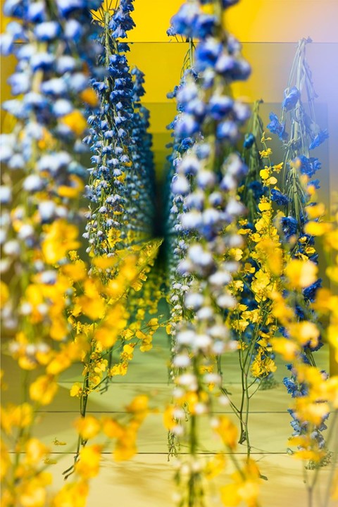 Yellow_and_Blue_web2