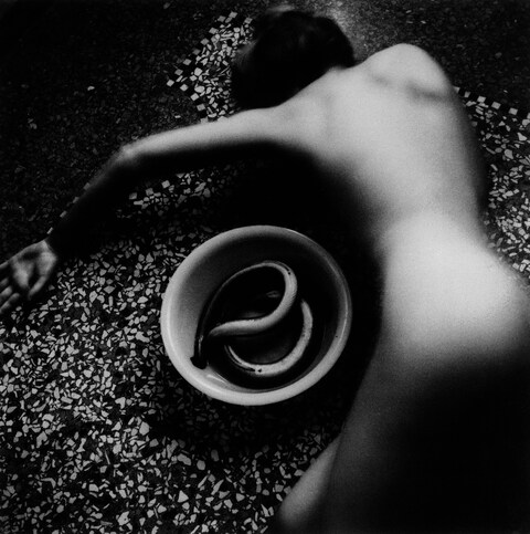 Eel series, Rome, Italy, May 1977 – August 1978 