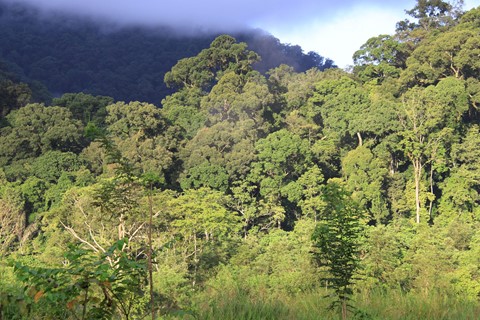 Lowland_forest_in_Mt._Leuser_NP_(8187201955)