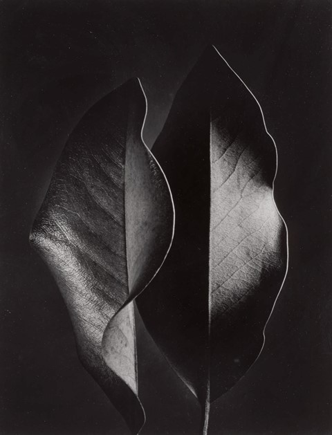 10440 Lot 52 - Ruth Bernhard, &#39;Two Leaves&#39;