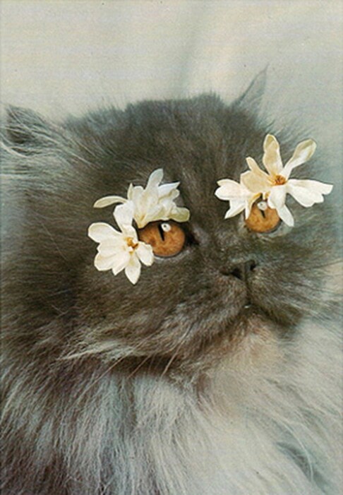 Cats and Plants
