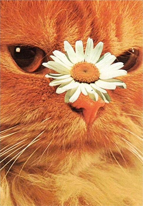 Cats and Plants