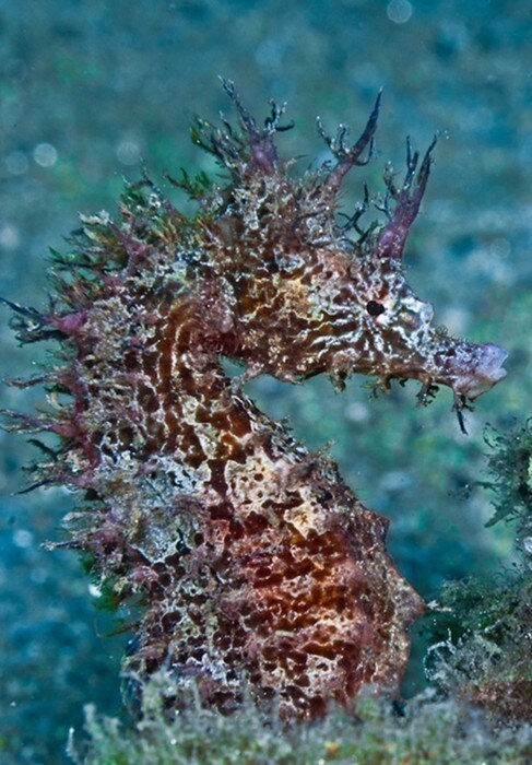 Hipocampus Seahorse 