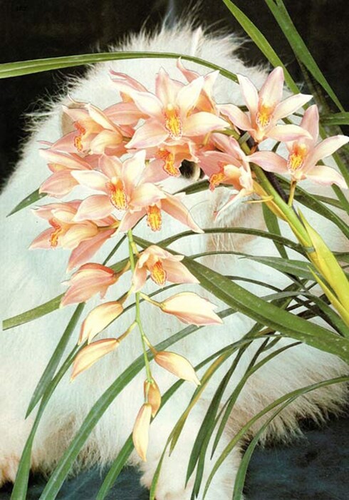 Cats and Plants