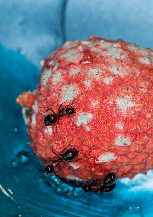 Ants from the series grass peonie bum 2017 C Maisi
