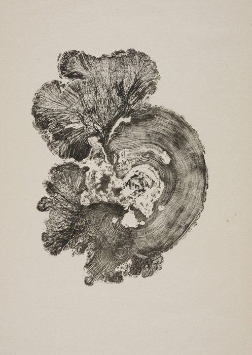 Cedar Burl, 2011