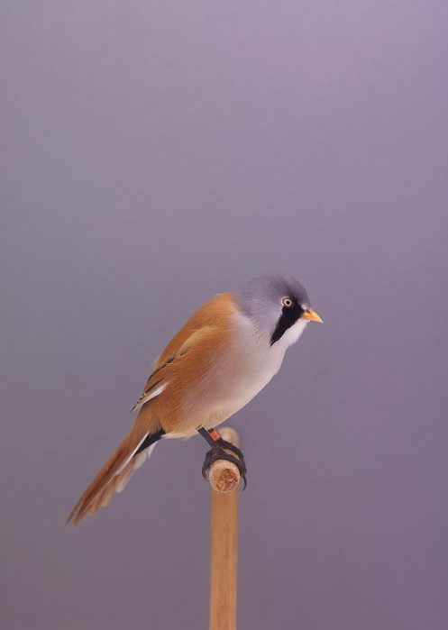 04_PressImage l Luke Stephenson, Bearded Reedling