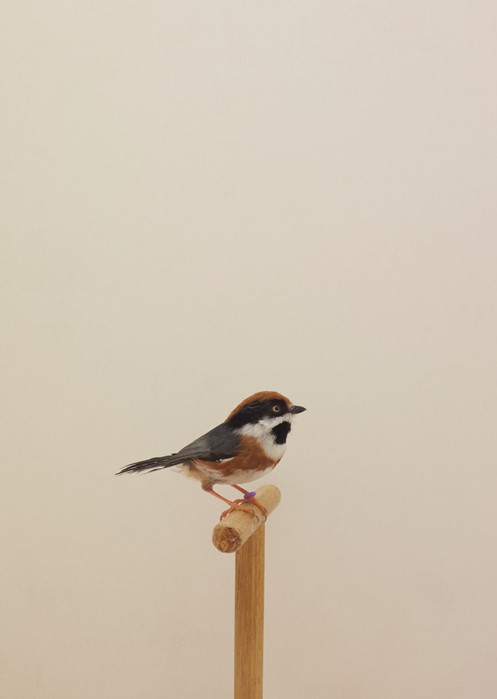 05_PressImage l Luke Stephenson, Black-throated B