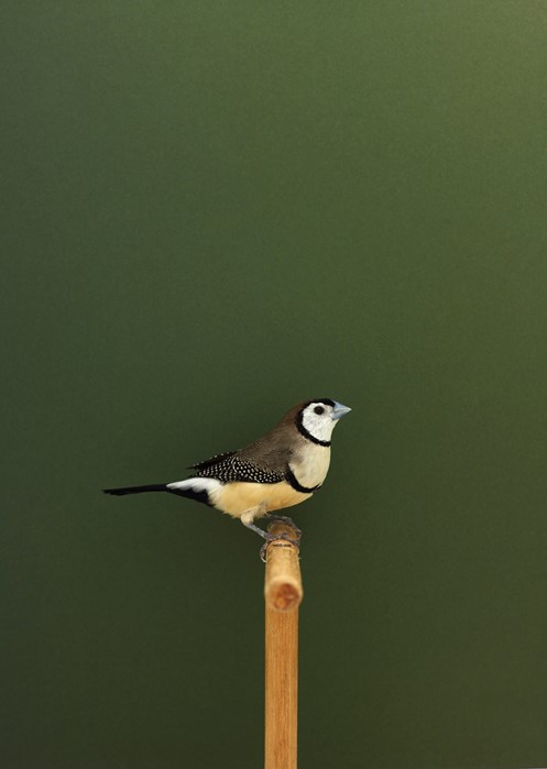 06_PressImage l Luke Stephenson, Owl Finch #1, 20