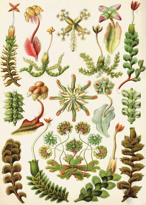 012 Ernst Haeckel