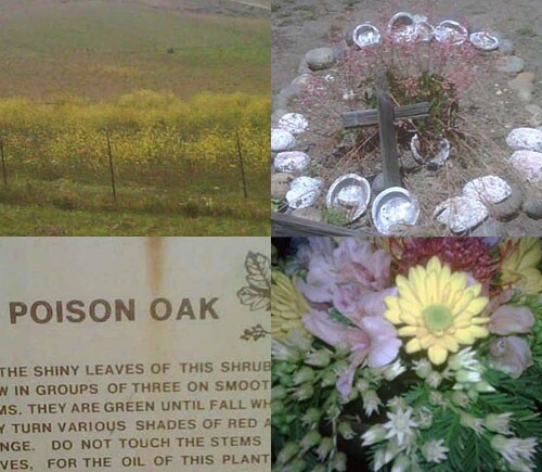 Photography by Rodarte