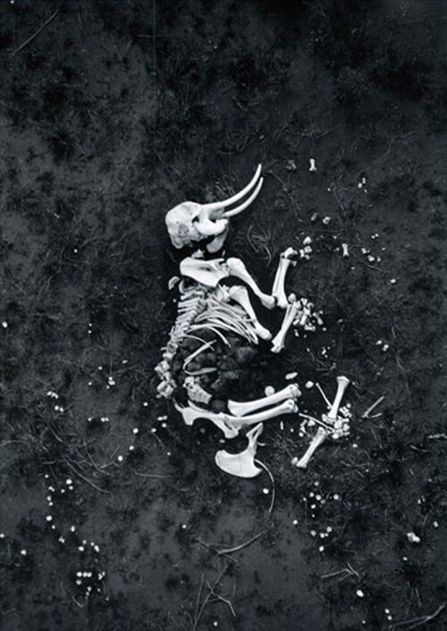 Earth By by Peter Beard