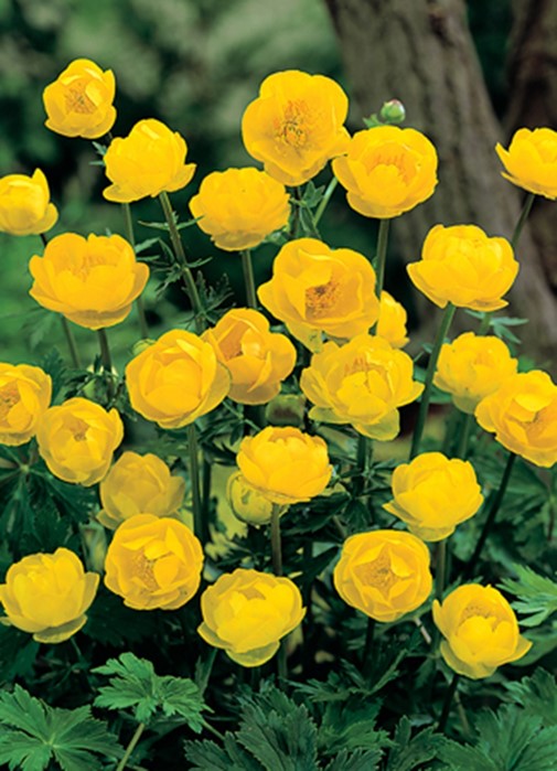 Trollius Europaeus (Globe-flower)