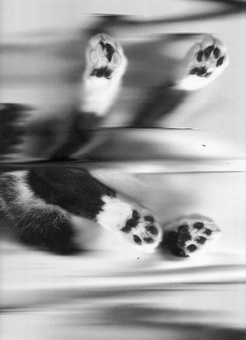 Mozart, from The Cat Scan