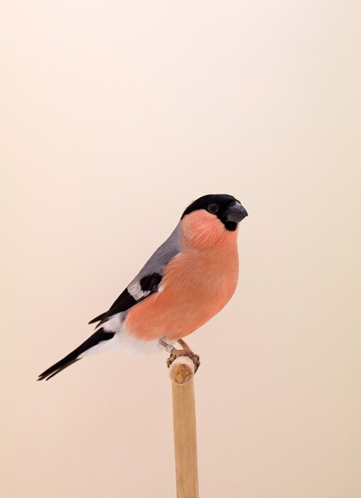 Siberian Bullfinch #1
