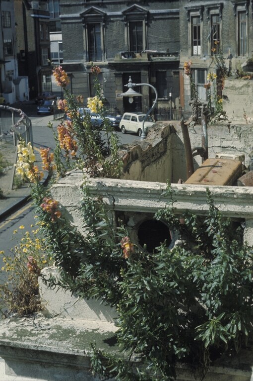 Self-sown flowers colonizing the decaying balconies in Tolme