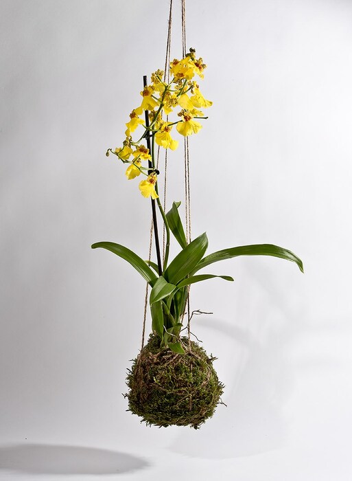 Kokedama_hanging