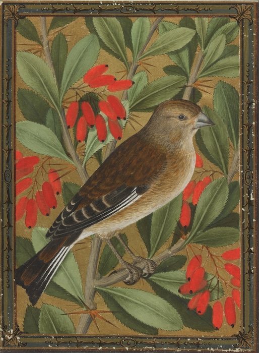 de Morgues Linnet-High Res Image1