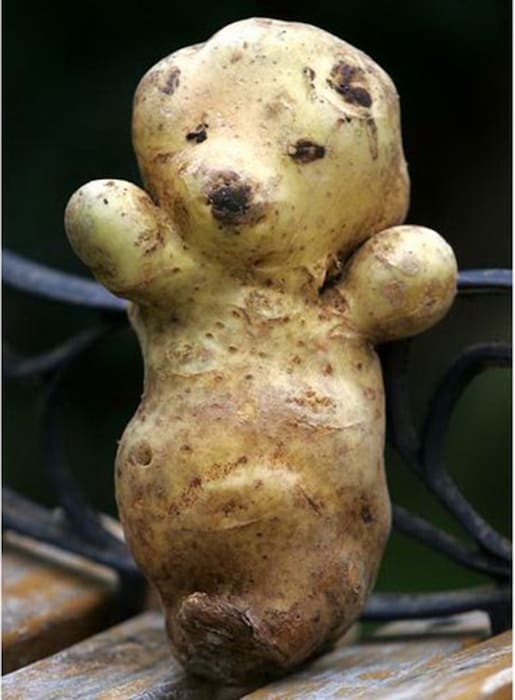 Bear potato