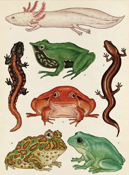 Amphibians