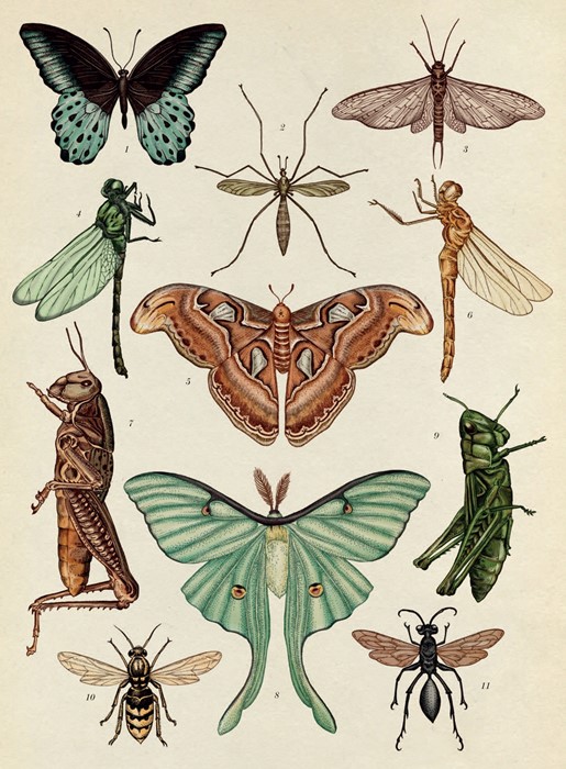 Flying Insects