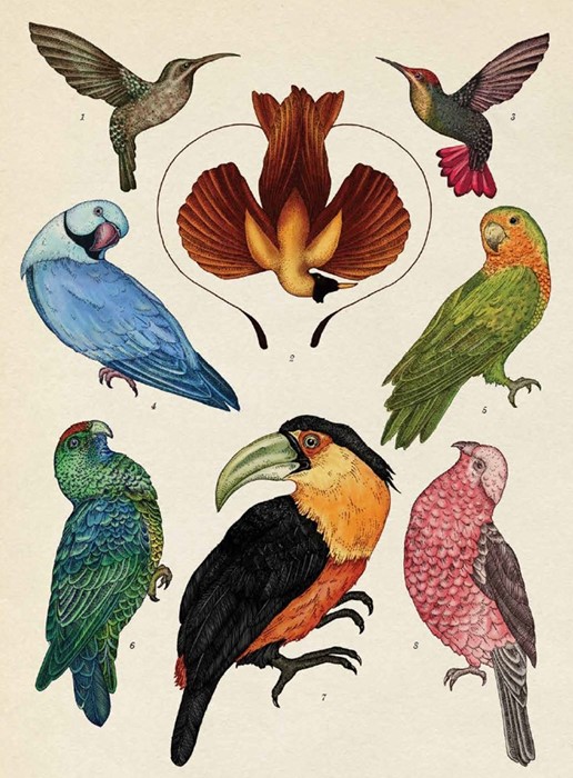 Exotic Birds