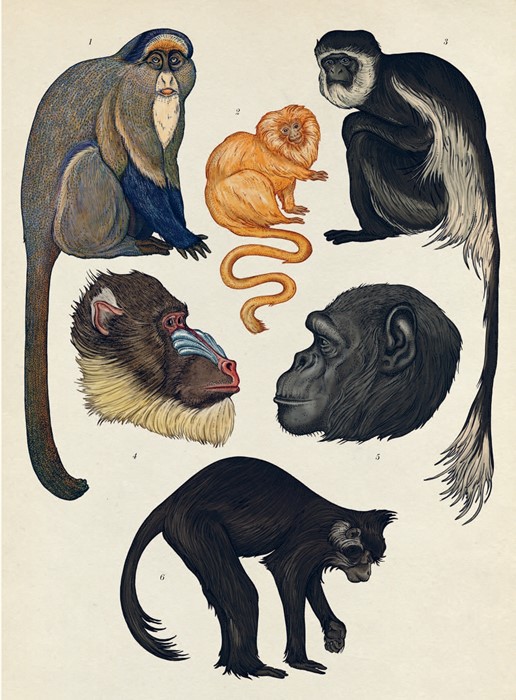 Primates